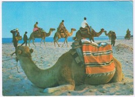 Postcard Tunisian Beach Camel Ride Tunisia - $4.94