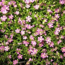 SHIPPED FROM US 700 Red Baby’s Breath Gypsophila Elegans Flower Seeds, LC03 - £11.99 GBP