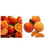Sweet Honeybell Tangelos tree grafted tree No Ship to Ca - $149.99