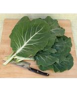 20  Pcs Portuguese Kale Seeds #MNHG - £9.99 GBP