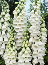 100 Seeds Foxglove White Perfect For Garden Planting Immediate Gardening Start - $9.49