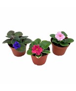 African Violet Assortment Set, 4 inch pots 3 Different African violets p... - €36,65 EUR