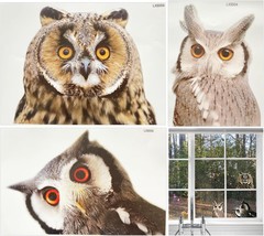 3 Pieces 3D Windows Stickers Realistic owl Gaze Stickers Decals - $30.72