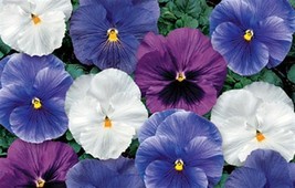 US Seller 50 Pansy Seeds Delta Cool Water Mix Fast Shipping - $22.50