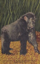 Bulu The Monkey Jungle&#39;s Famous Gorilla Miami Florida FL Postcard C52 - £2.34 GBP
