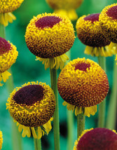 50 Helenium Autumn Lollipop Flower Seeds Perennial - £13.43 GBP