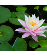 Justin Pink Water Lily Nymphaea Flower - 1 Seeds - $5.63