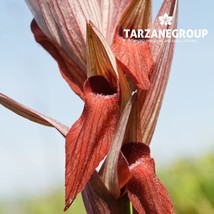 SERAPIAS VOMERACEA &quot;LONG-LIPPED TONGUE ORCHID&quot; EUROPEAN TERRESTRIAL ORCH... - $27.00