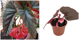 Heirloom Corallina de Lucerna Angel Wing Begonia - 2.5&quot; Pot - Great House Plant - £32.06 GBP