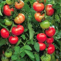 AD 50 Seeds St Pierre Tomato Tomatoe Vegetable Home Garden - $18.19 CAD
