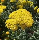  Golden Yarrow 100+Seeds (Eriophyllum confertiflorum) Organic Yellow Yarrow Herb - £6.26 GBP