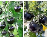 50 Seeds Black Tomatoes Garden - $34.93