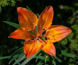 OKB 10 Fire Lily Seeds - Fiery Flowers! Beautiful And Hardy Lilium Bulbi... - $16.55