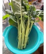 200+ Chinese Broccoli Gai Lan Chinese Kale Seeds WhiteFlowering Broccoli - £5.14 GBP