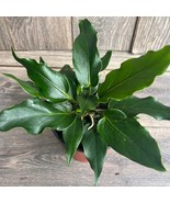 SEPTH Anthurium Plowmanii In 6 Inch Pot - $51.86