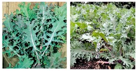 Red Russian Kale Seeds(Brassica oleracea)Beautiful Tender Leaves 400 Seeds - £11.98 GBP