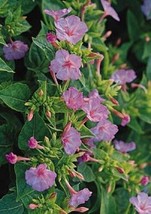 Mirabilis Four O Clock Tea Time Rose Pink Annual Seeds - $16.76