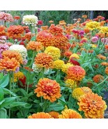 100+ Jim Bagget&#39;s Choice Mix Zinnia Seeds | Vibrant Garden Flower Mix - €14,19 EUR
