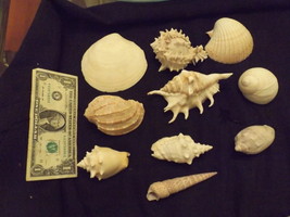 Assortment of Sea Shells – Medium/Large Sized – Ten (10) – LOT D - £31.97 GBP