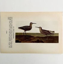 Stilt Sandpiper 1950 Lithograph Art Print Audubon Bird First Edition DWU14C - £23.42 GBP