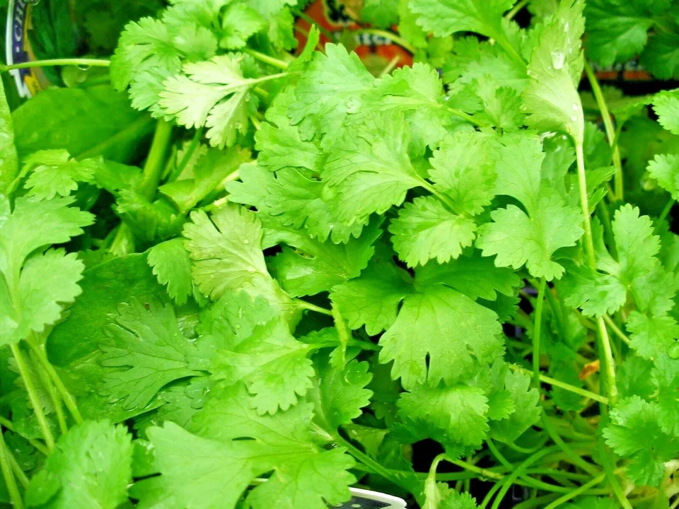 Cilantro Coriander Summer Garden 61 Seeds - $9.80