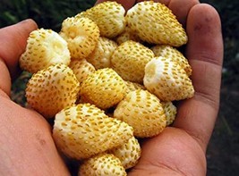 “ 500 PCS SEEDS Woodland Strawberry Seeds Alpine Strawberry Wild Strawbe... - $13.98