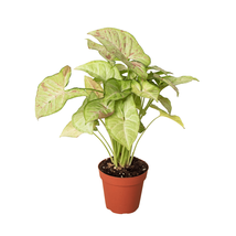 Syngonium 'Confetti'-4" Pot - $658.84 MXN