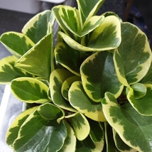 Starter Live Plant Baby Rubber Plant - Marble- Golden Peperomia Obtusifolia - £14.03 GBP