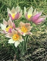 US Seller 30 Anemone Patens Wolfgangiana Flower Seeds Pulsatilla Pasque Fresh Se - $14.98