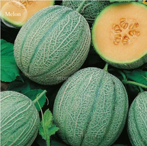 Heirloom Blenheim Orange Melon, 10 Seeds - £7.37 GBP