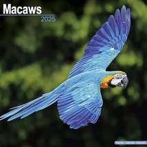 Macaws 2025 Square Wall Calendar | Bird, Parrot Calendar: Original Avons... - $17.00