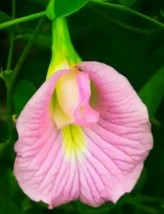 KKG Clitoria Ternatea Pink 10 Seeds Pea Vine Asian Pigeonwings Fresh Garden - $8.89