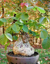 KBT Pseudobombax Ellipticum Shaving Brush Tree Caudex Bombax Seeds -5 Bu... - $20.14