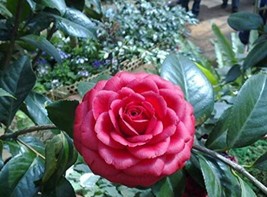 10 pcs/Pack Camellia Flowers Potted Plants Home Garden Decorations Flowe... - £6.38 GBP