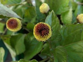 Paracress - Electric Daisy - Toothache Plant - Acmella oleracea - 20+ seeds (F 1 - £1.56 GBP