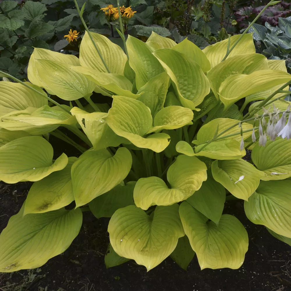 Hosta Age Of Gold Large Big Yellow Upright Yellow 2.5 Inch Pot  - £20.72 GBP