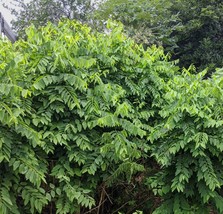 5 Katuk Clippings - Star Gooseberry Sweet Leaf Edible-leafed Wild Grown Organic - £19.95 GBP