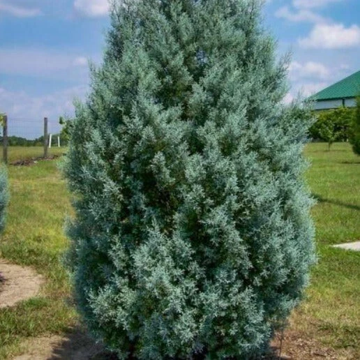 CAROLINA SAPPHIRE Cypress tree 4" pot image 4