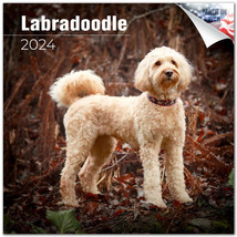 Labradoodle Wall Calendar 2024 Animal Dog Pet Lover Gift - £19.77 GBP