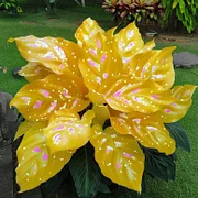 Fascinating giant caladium - Yellow And Pink Spots - 50 Seeds - £14.66 GBP