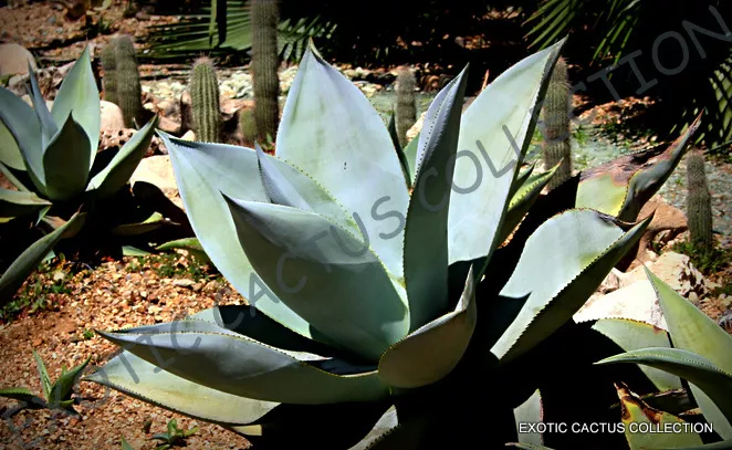 RARE AGAVE GUIENGOLA | Creme Brulee exotic succulent aloe plant seed - 1... - $16.44