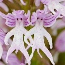 Fast Ship USA Seller 50Pcs Naked Man Orchid Orchis Italica Flower Seeds Bonsai - £8.25 GBP