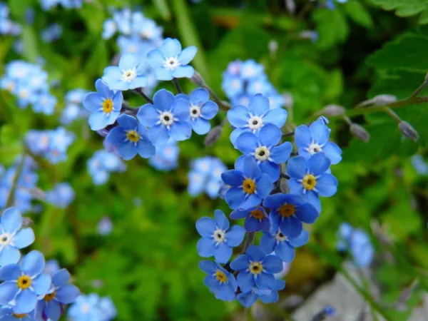 Fresh Chinese Forget Me Not Flower Seeds Packet 2 Grams Blue - £7.47 GBP