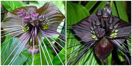 Rare Black Bat Plant -Tacca chanterii - Exotic Houseplant - 4&quot; Pot - £44.61 GBP