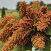 Amaranthus Hot Biscuits Flower Seeds Annual Grower Fresh Garden Seeds - £5.48 GBP