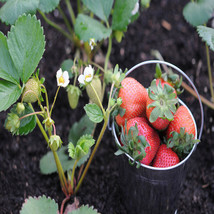 Portola Everbearing 25 Live Strawberry Plants, NON GMO, - £25.67 GBP