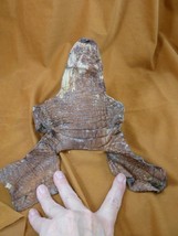 (G471-108) 7.5&quot; Gator ALLIGATOR hide scrap leather skin piece croc craft... - £12.65 GBP