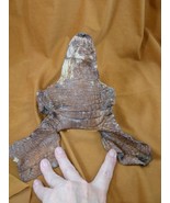 (G471-108) 7.5&quot; Gator ALLIGATOR hide scrap leather skin piece croc craft... - €13,55 EUR