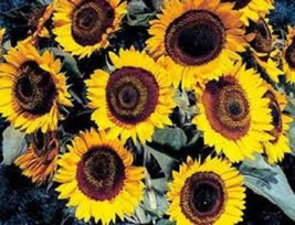 US Seller 25 Taiyo Sunflower Helianthus Annuus Flower Seeds - $12.60