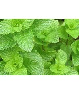 Mentha spicata seeds -code 418 - $91.84 MXN Mentha spicata seeds -code 418 - $91.84 MXN